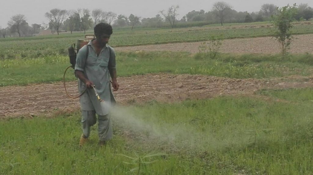Spraying organic manure on rice fields.